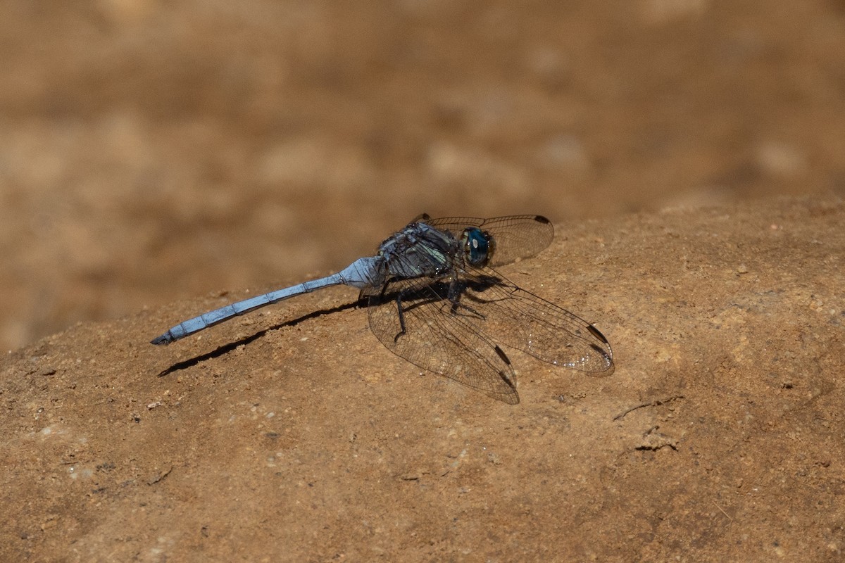 Cape Julia Skimmer - ML646732563