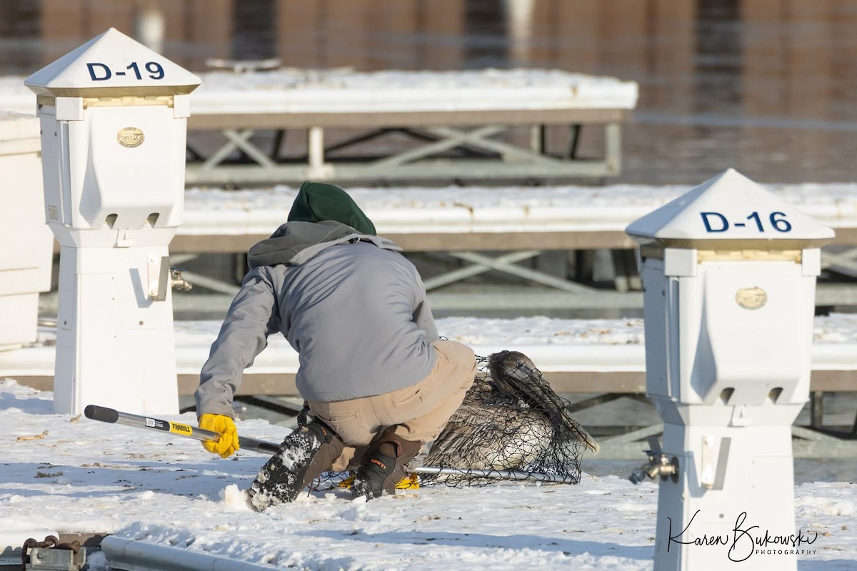 Brown Pelican - ML646732567