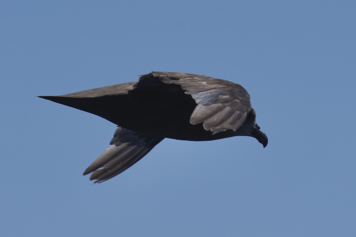 Great-winged Petrel - ML646732575