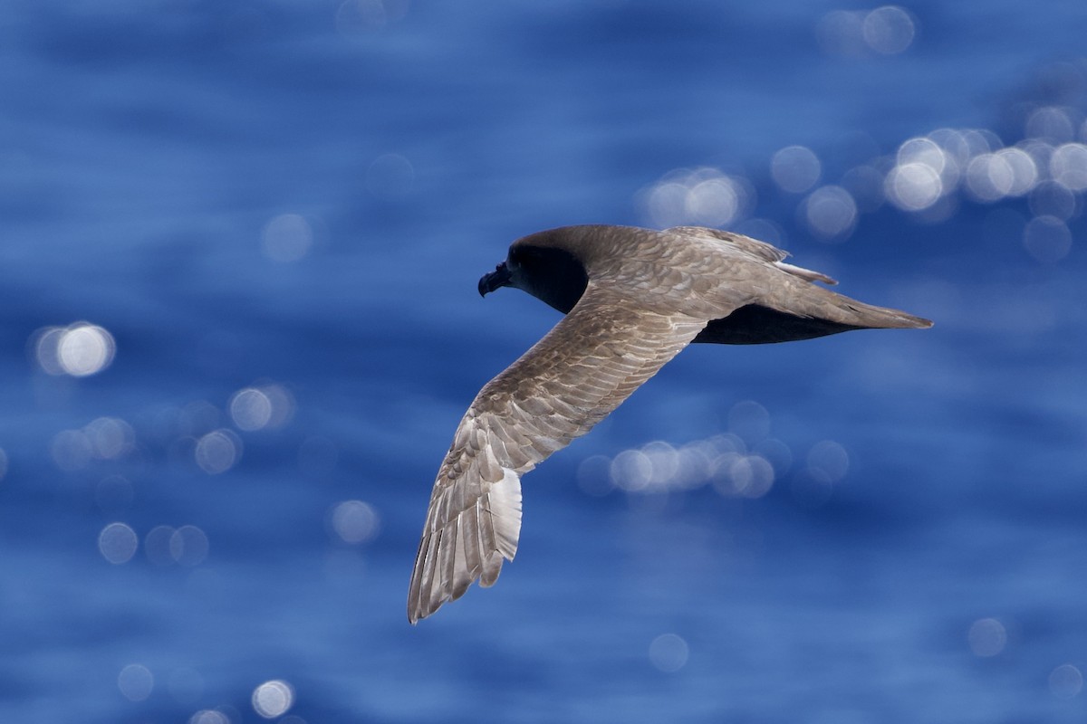 Great-winged Petrel - ML646732576