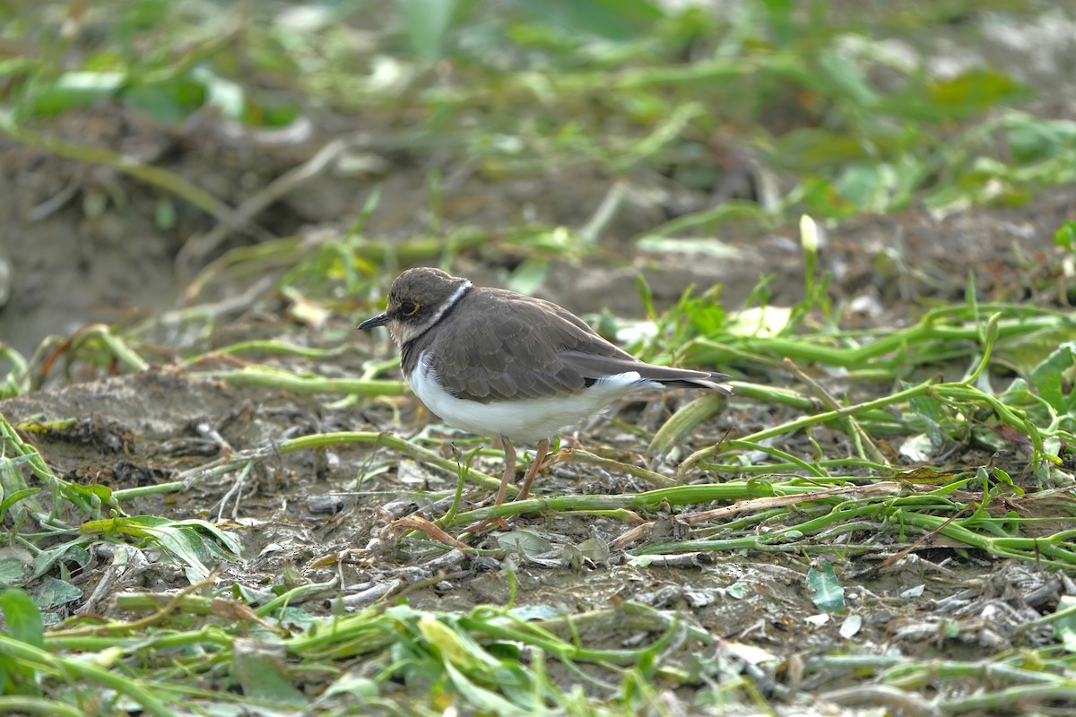 Halkalı Küçük Cılıbıt - ML646732577