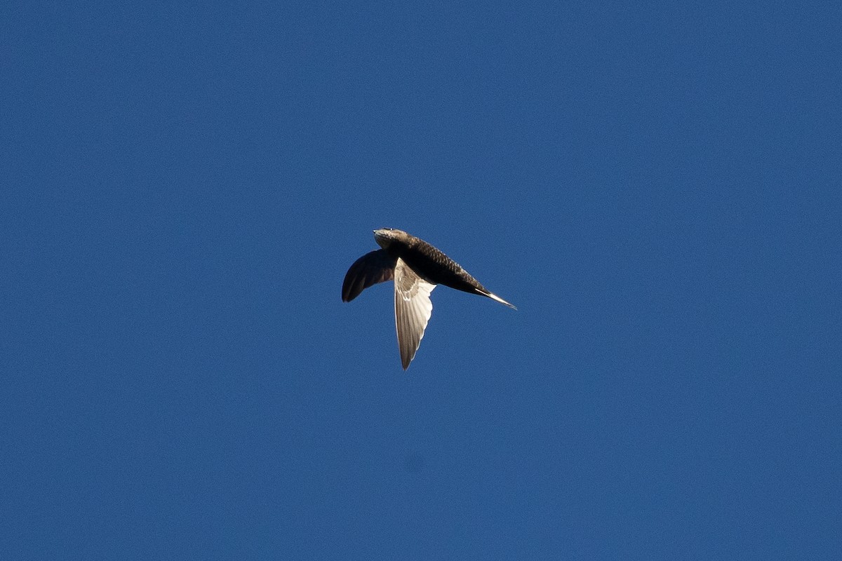 African Swift (African) - ML646732580