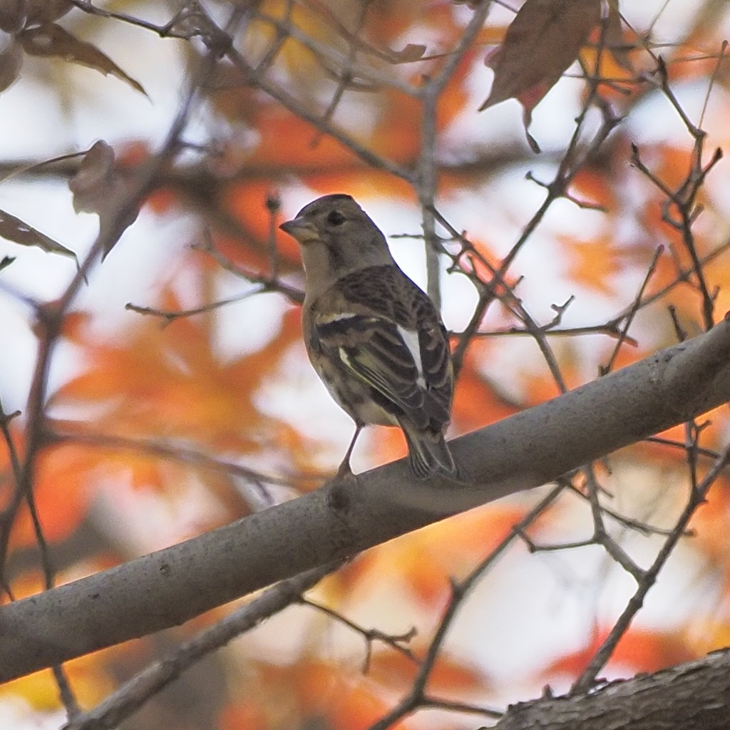 Negu-txonta - ML646732581