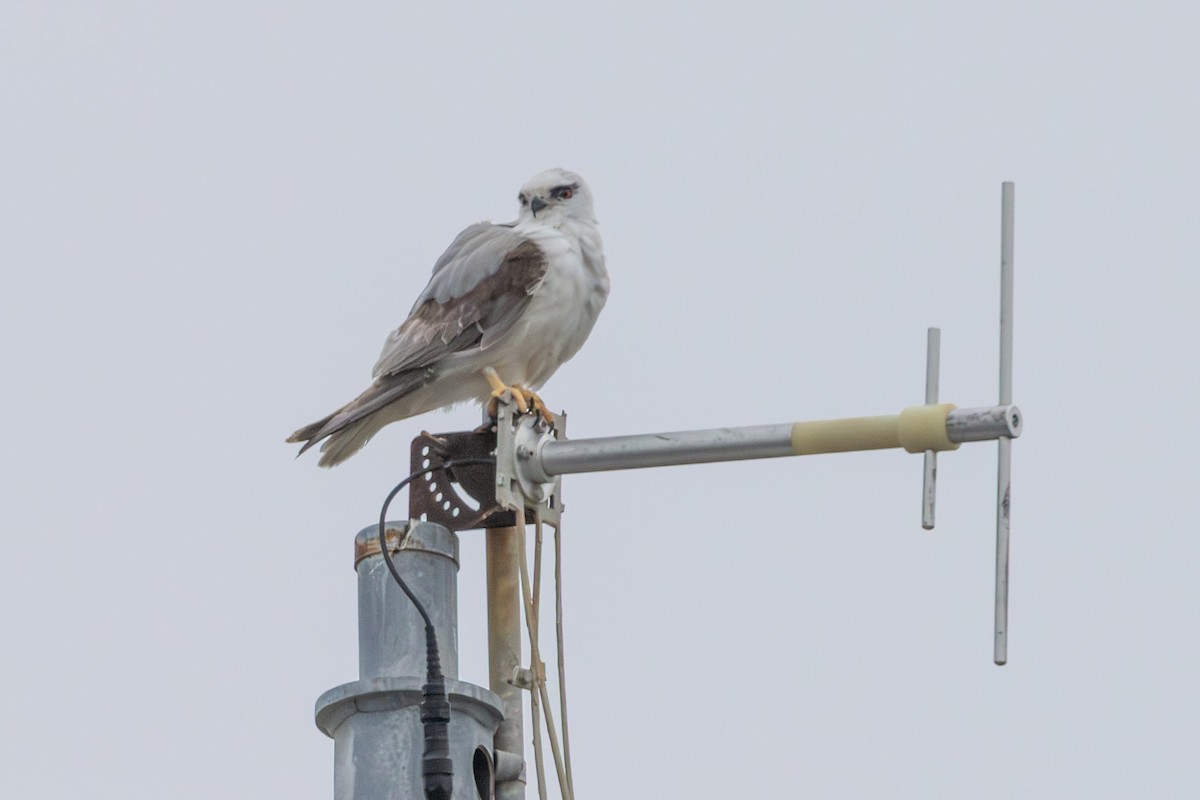 Élanion d'Australie - ML646732582