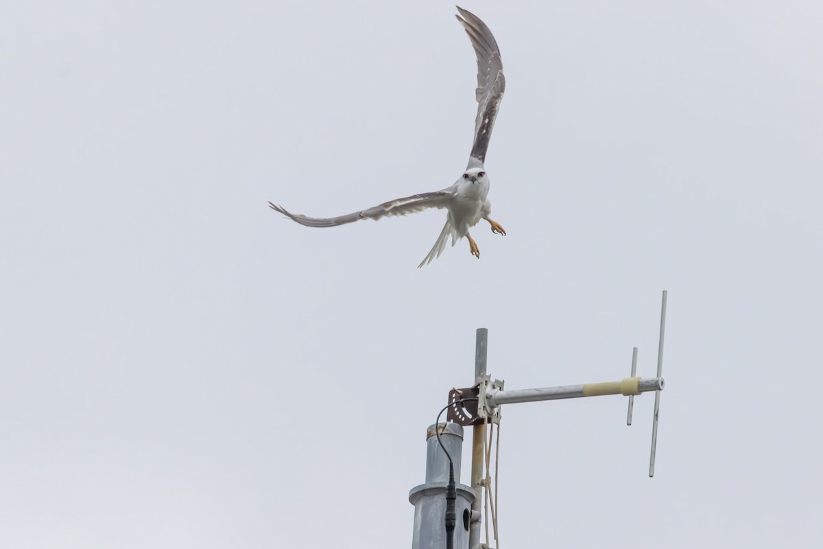 Élanion d'Australie - ML646732583