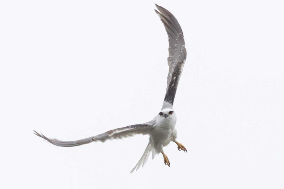 Élanion d'Australie - ML646732584