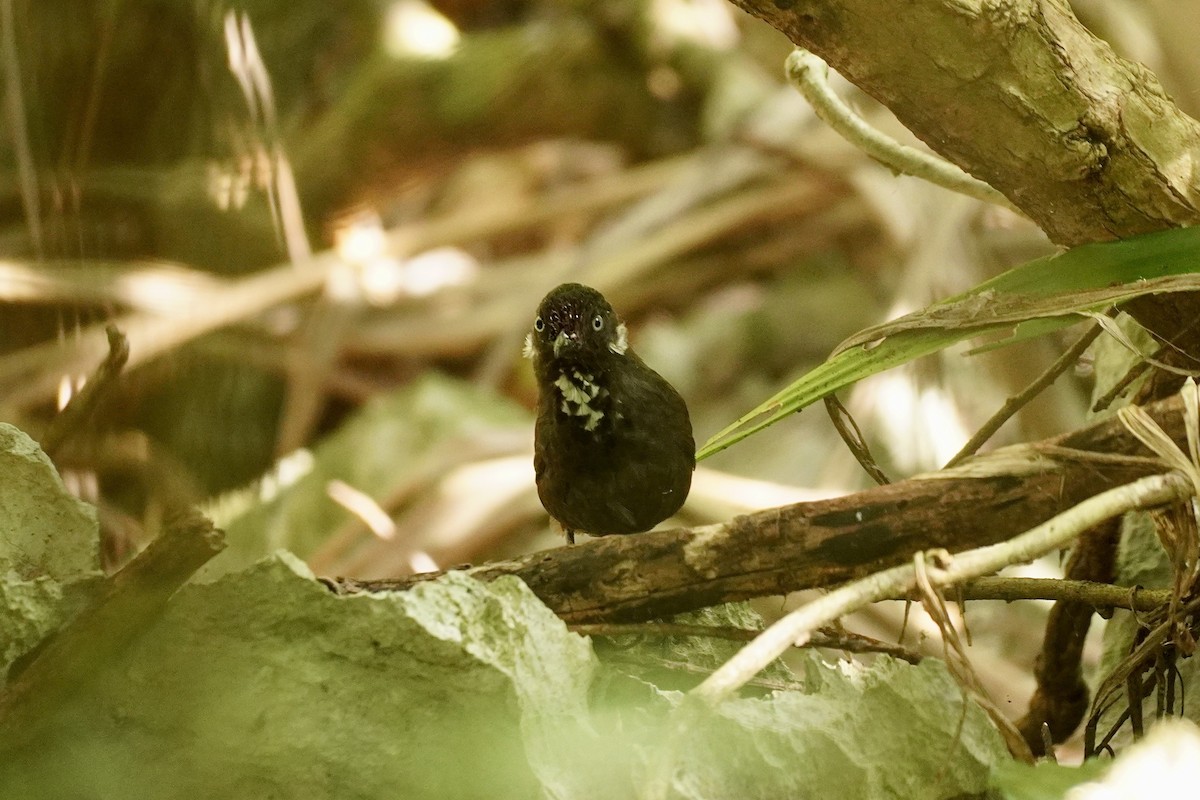 ナンガンモリチメドリ - ML646732585