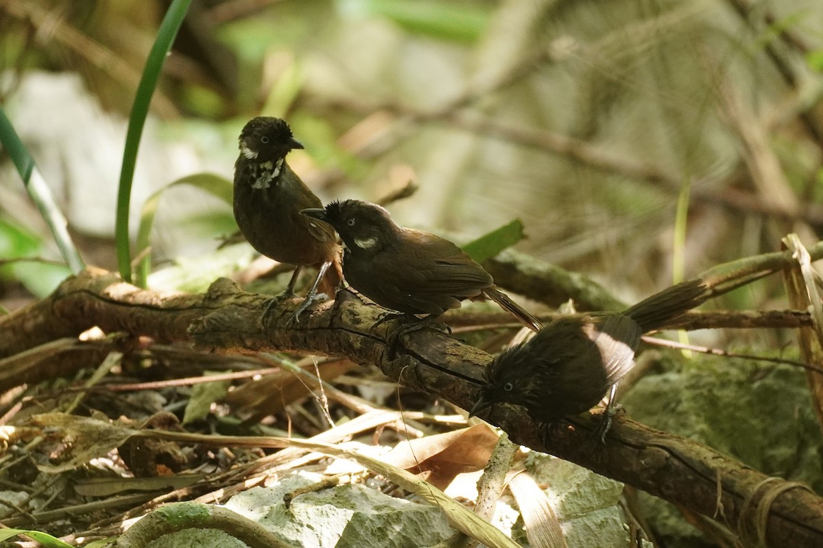 ナンガンモリチメドリ - ML646732587