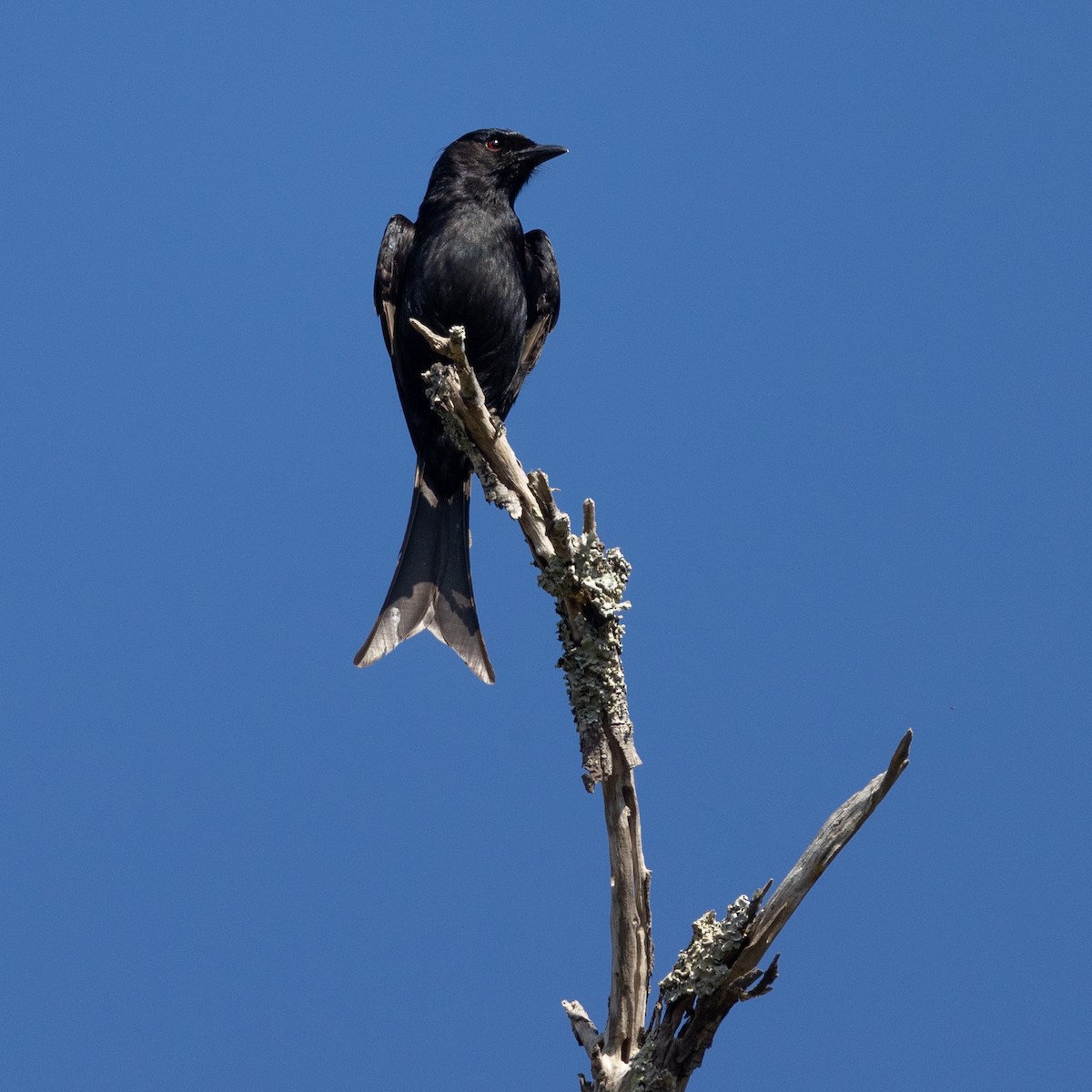 Fork-tailed Drongo - ML646732589