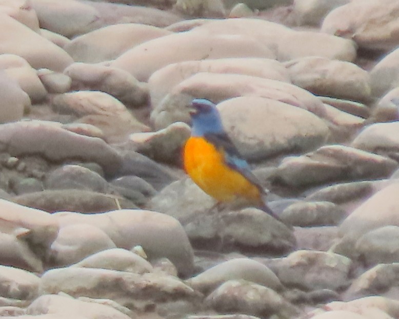 Blue-and-yellow Tanager - ML646732590