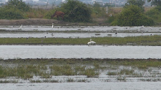 Schwarzgesichtlöffler - ML646732591