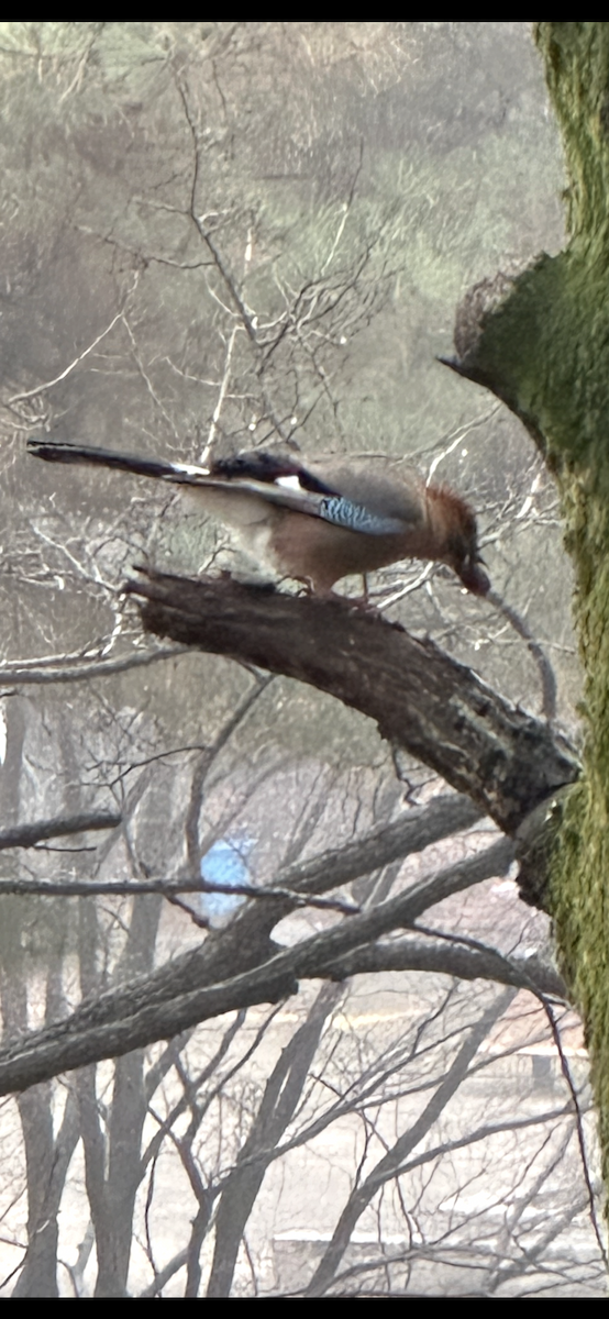 カケス（亜種 ミヤマカケス） - ML646732592