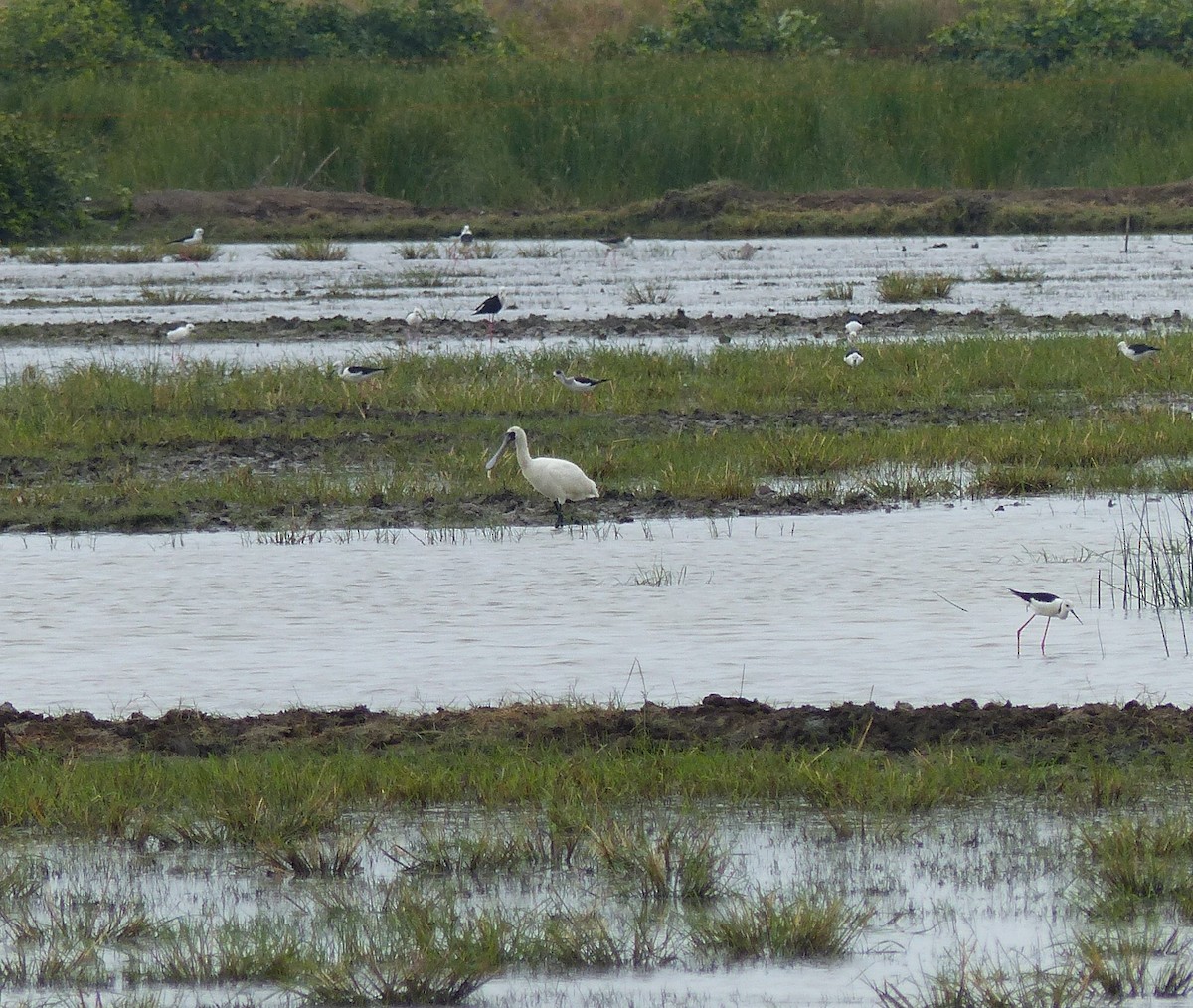 Schwarzgesichtlöffler - ML646732594