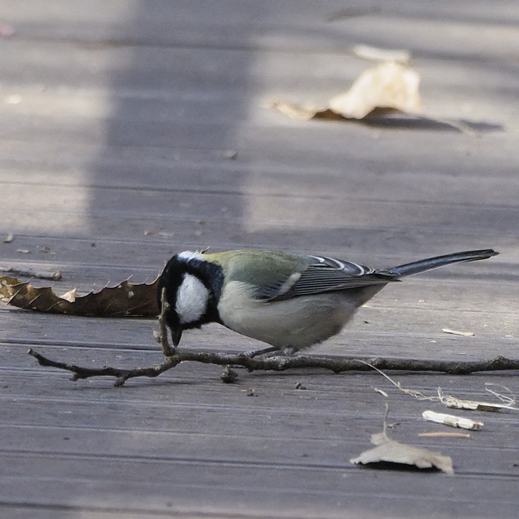 Asian Tit - ML646732596