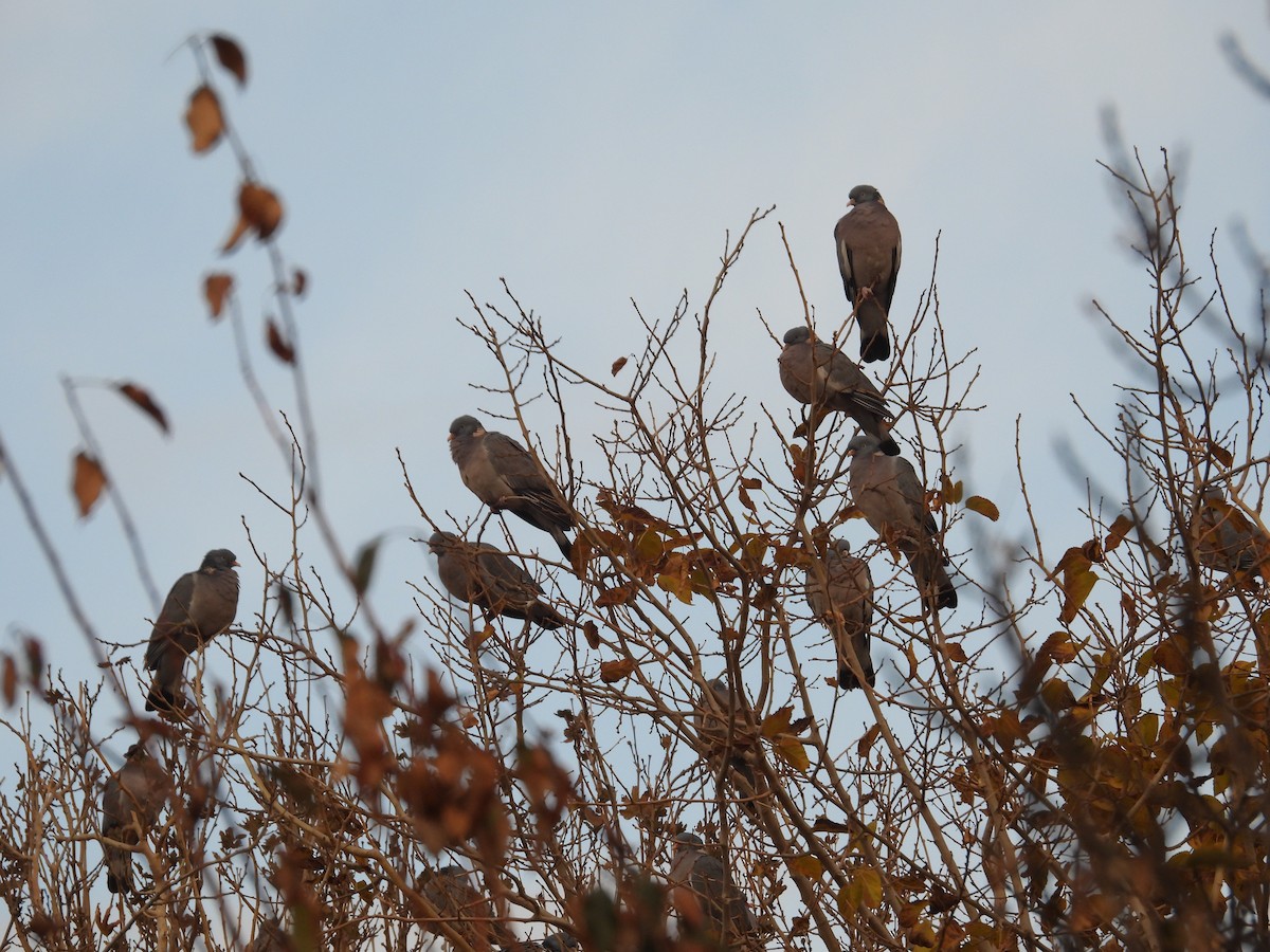 Common Wood-Pigeon - ML646732597