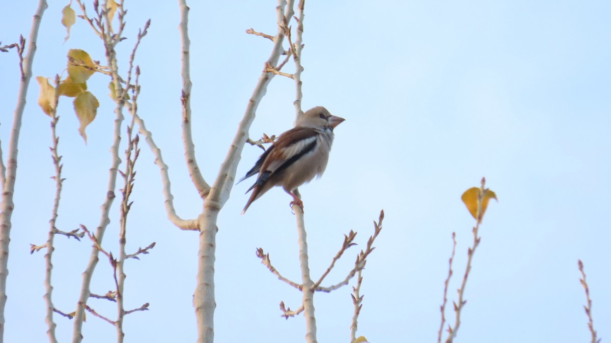 Gros-bec casse-noyaux - ML646732598