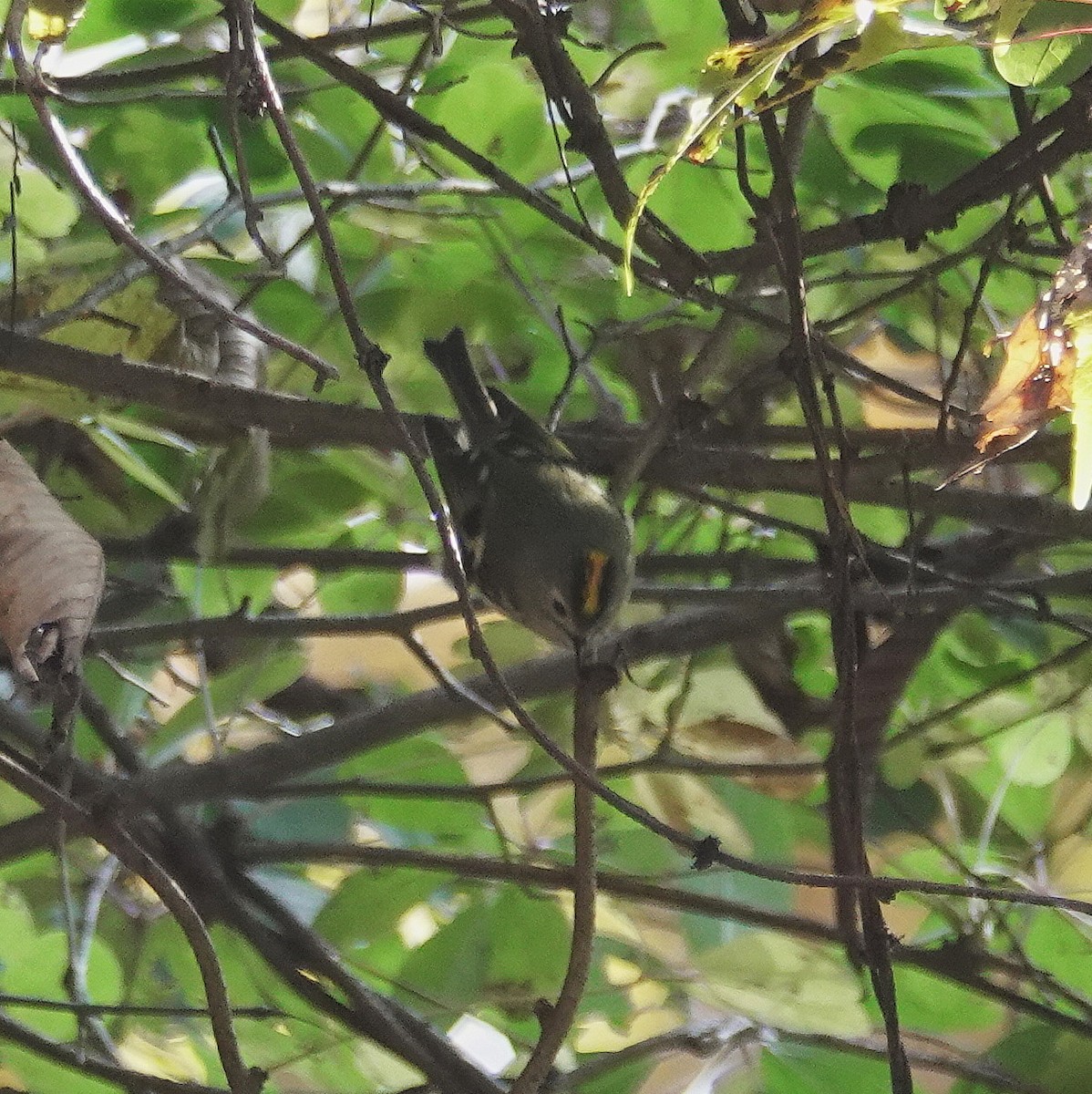 Mendi-erregetxoa - ML646732599