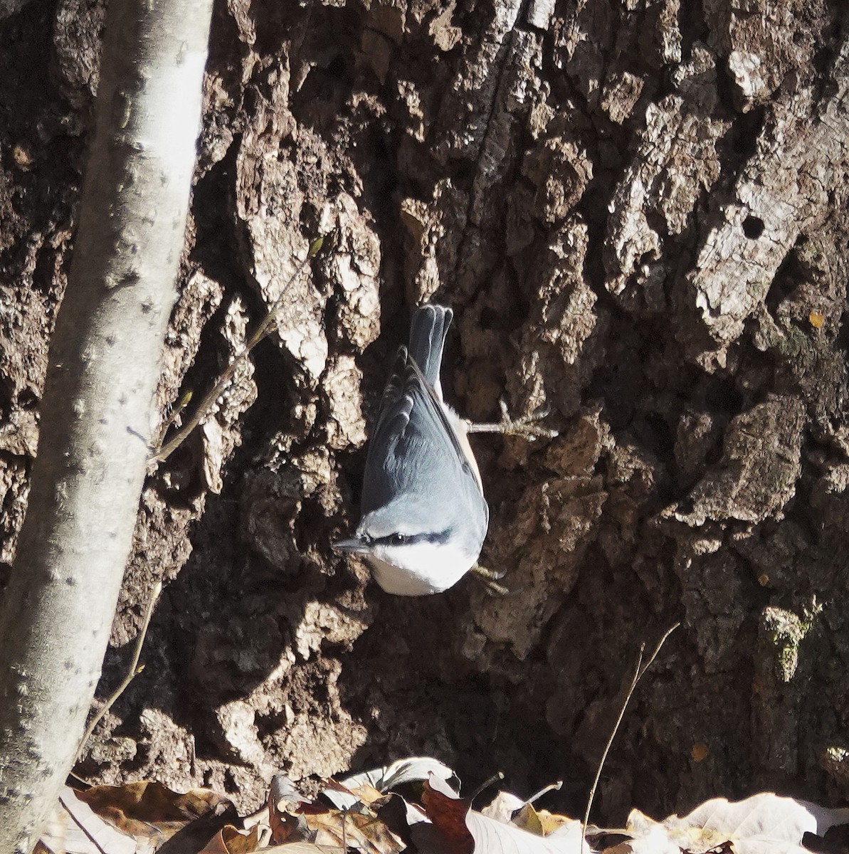 Garrapo eurasiarra - ML646732600