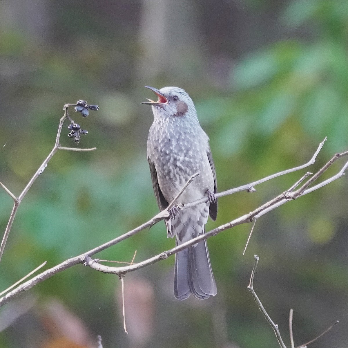 Brown-eared Bulbul - ML646732601