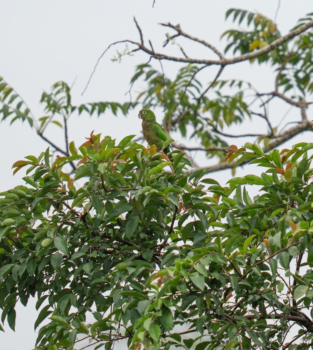 Olive-throated Parakeet - ML646732602