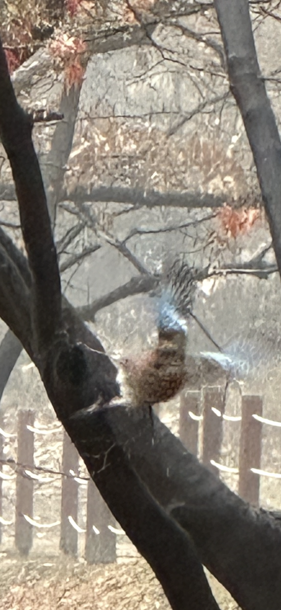 カケス（亜種 ミヤマカケス） - ML646732606