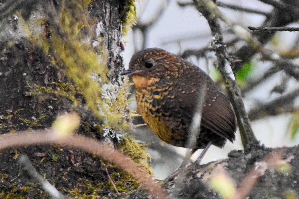 Scaly-breasted Cupwing (Himalayan) - ML646732607