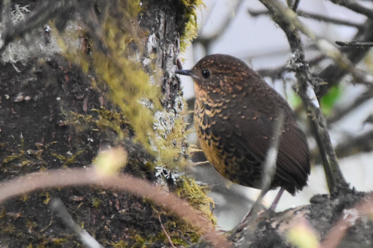 Scaly-breasted Cupwing (Himalayan) - ML646732608