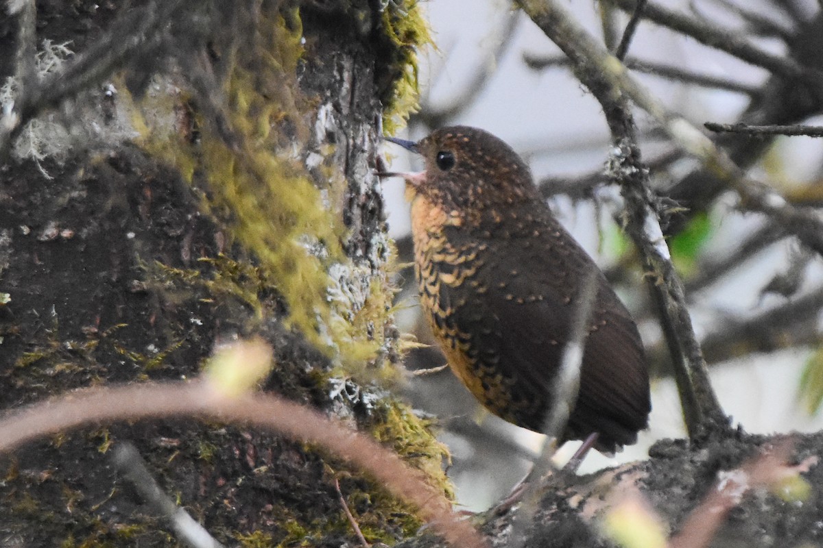Scaly-breasted Cupwing (Himalayan) - ML646732609