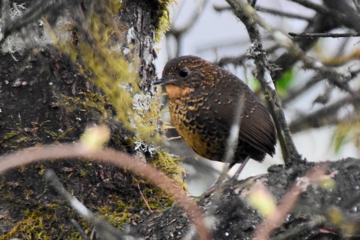 Scaly-breasted Cupwing (Himalayan) - ML646732610