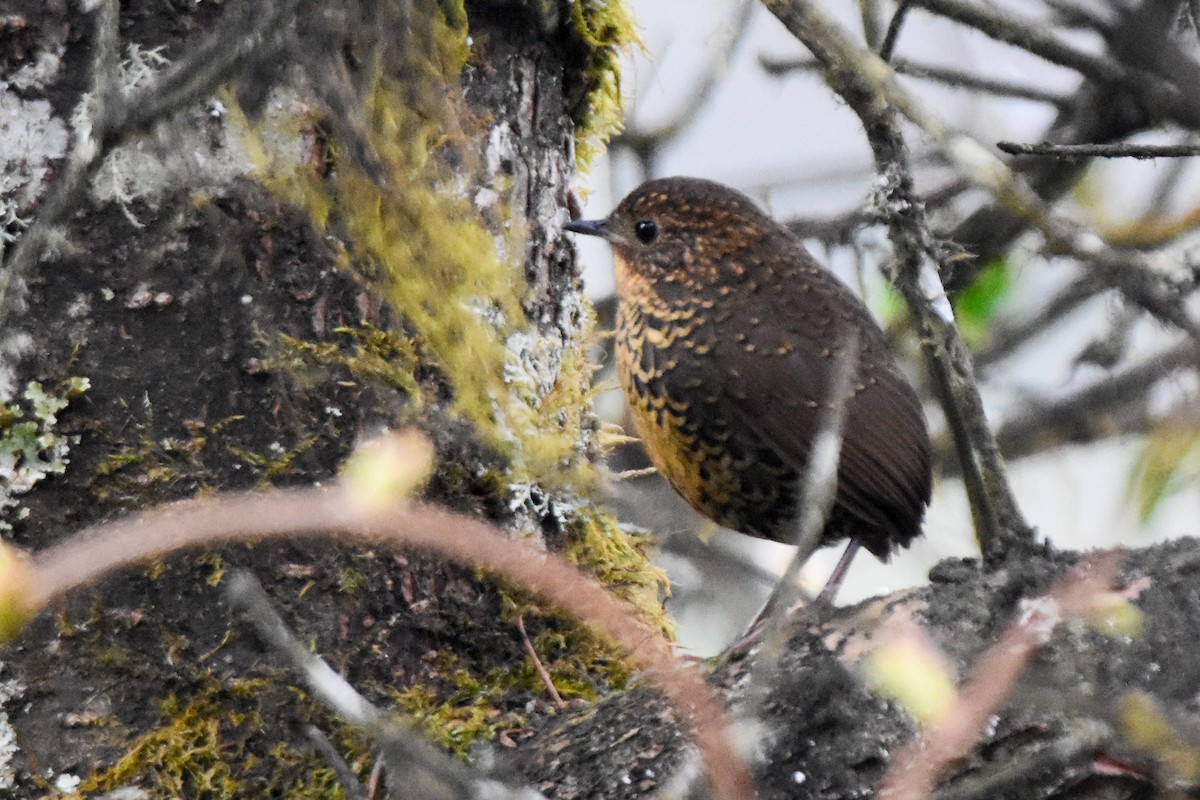 Scaly-breasted Cupwing (Himalayan) - ML646732611