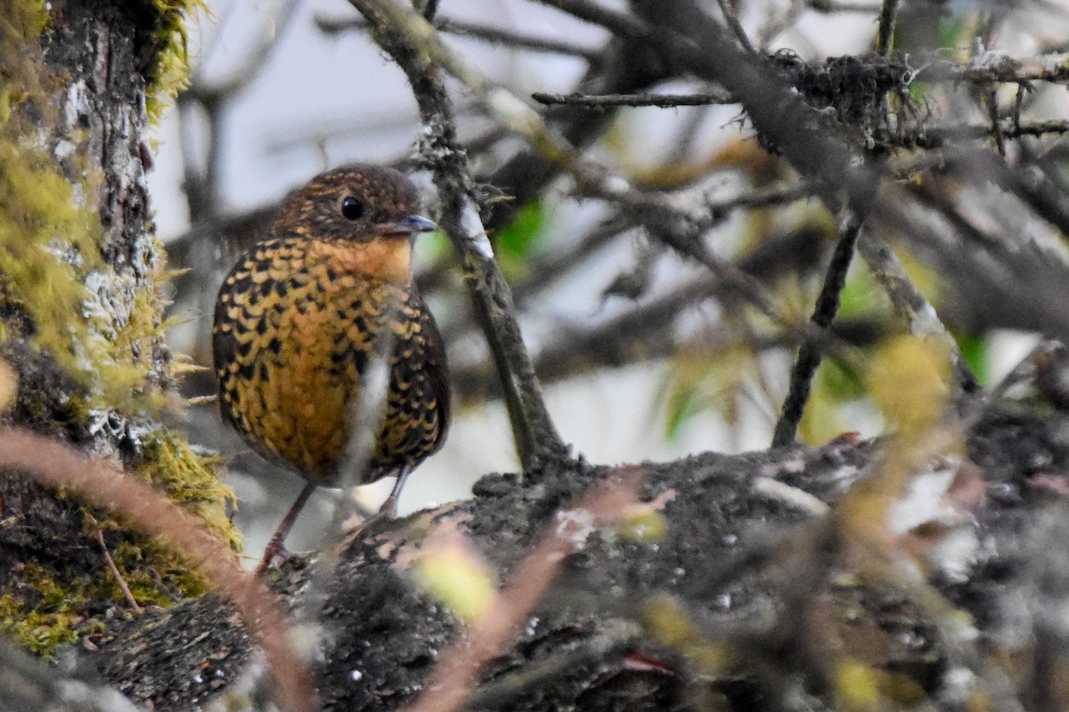 Scaly-breasted Cupwing (Himalayan) - ML646732612
