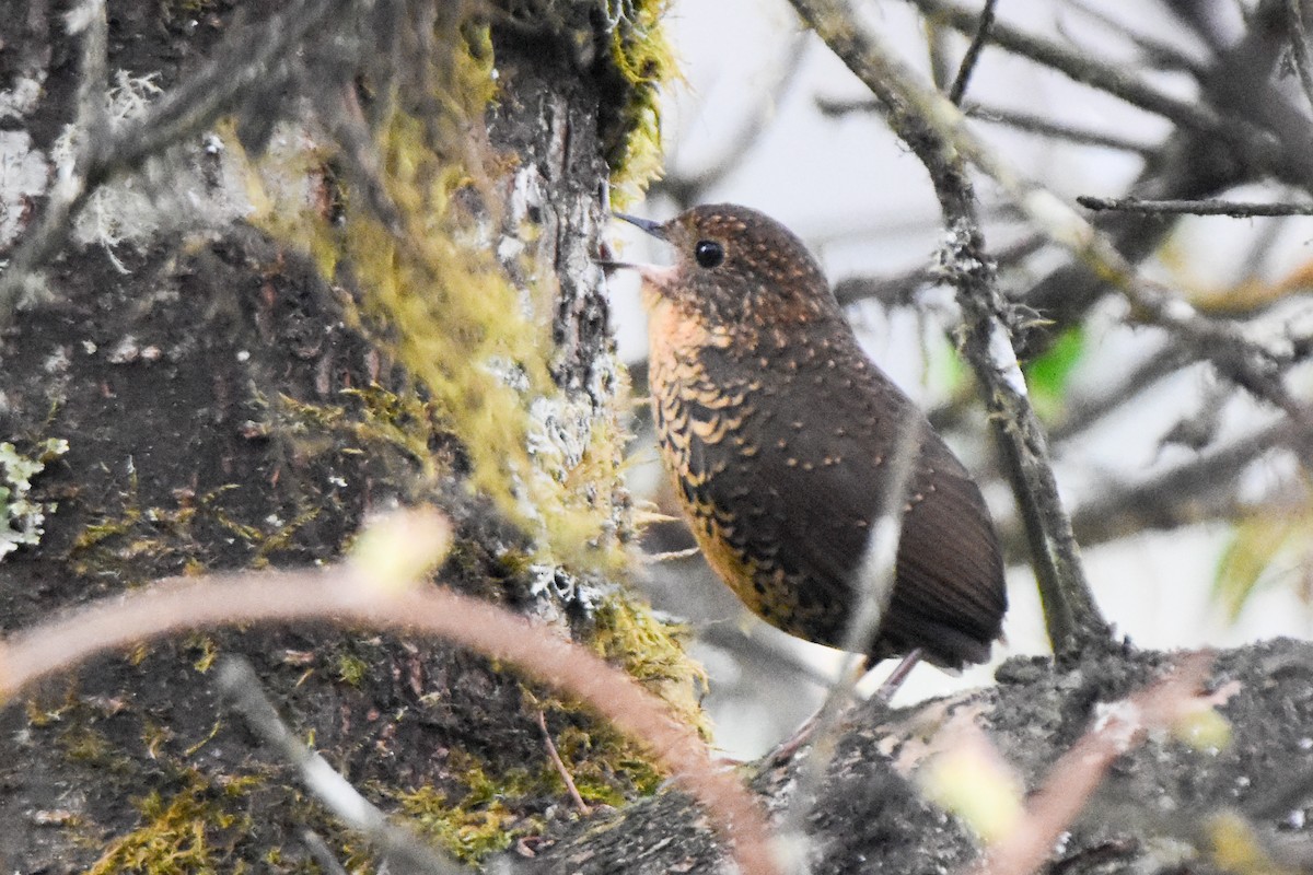Scaly-breasted Cupwing (Himalayan) - ML646732613