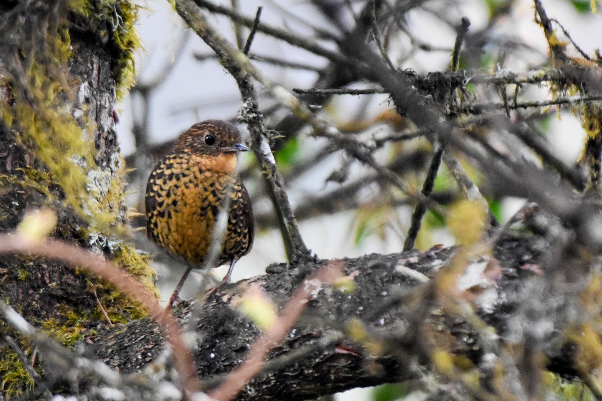 Scaly-breasted Cupwing (Himalayan) - ML646732614