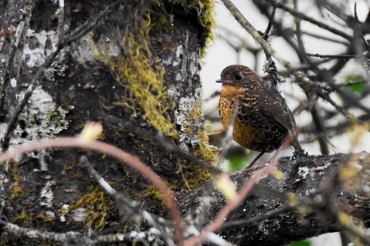 Scaly-breasted Cupwing (Himalayan) - ML646732616