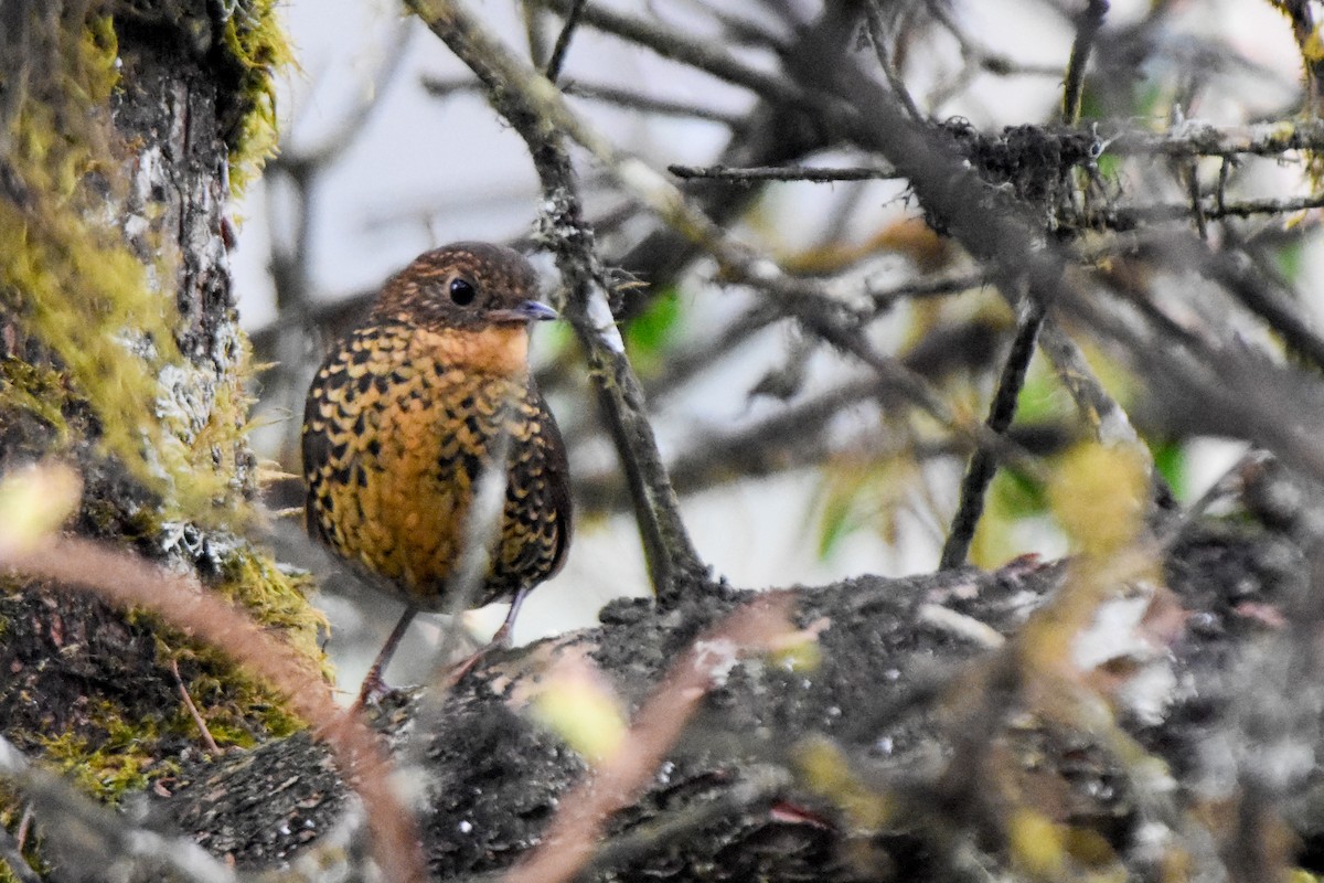 Scaly-breasted Cupwing (Himalayan) - ML646732617
