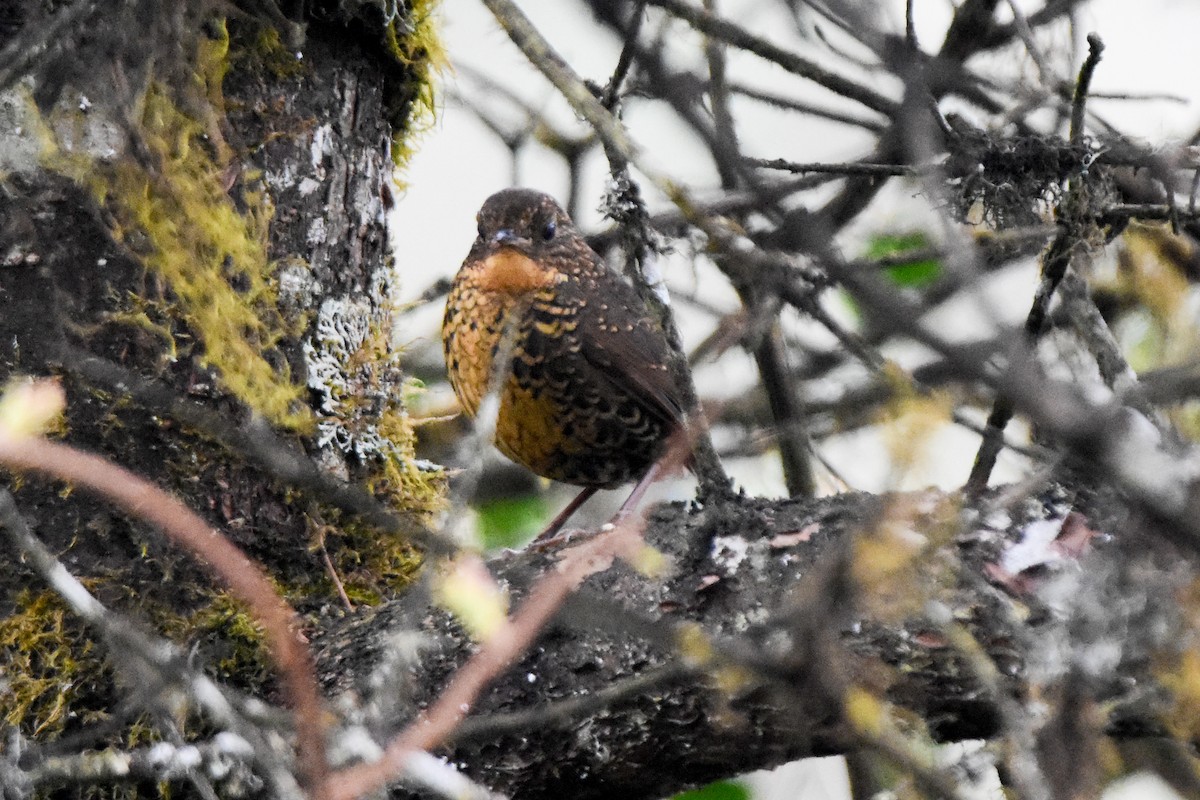 Scaly-breasted Cupwing (Himalayan) - ML646732618