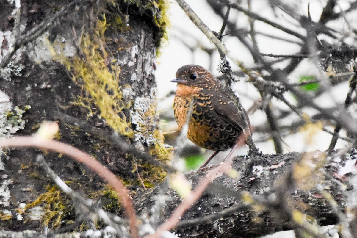 Scaly-breasted Cupwing (Himalayan) - ML646732619
