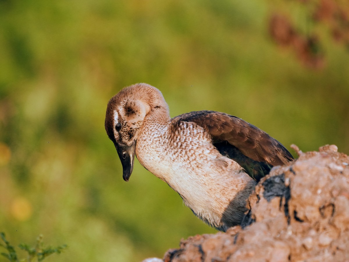 Качка шишкодзьоба - ML646732620