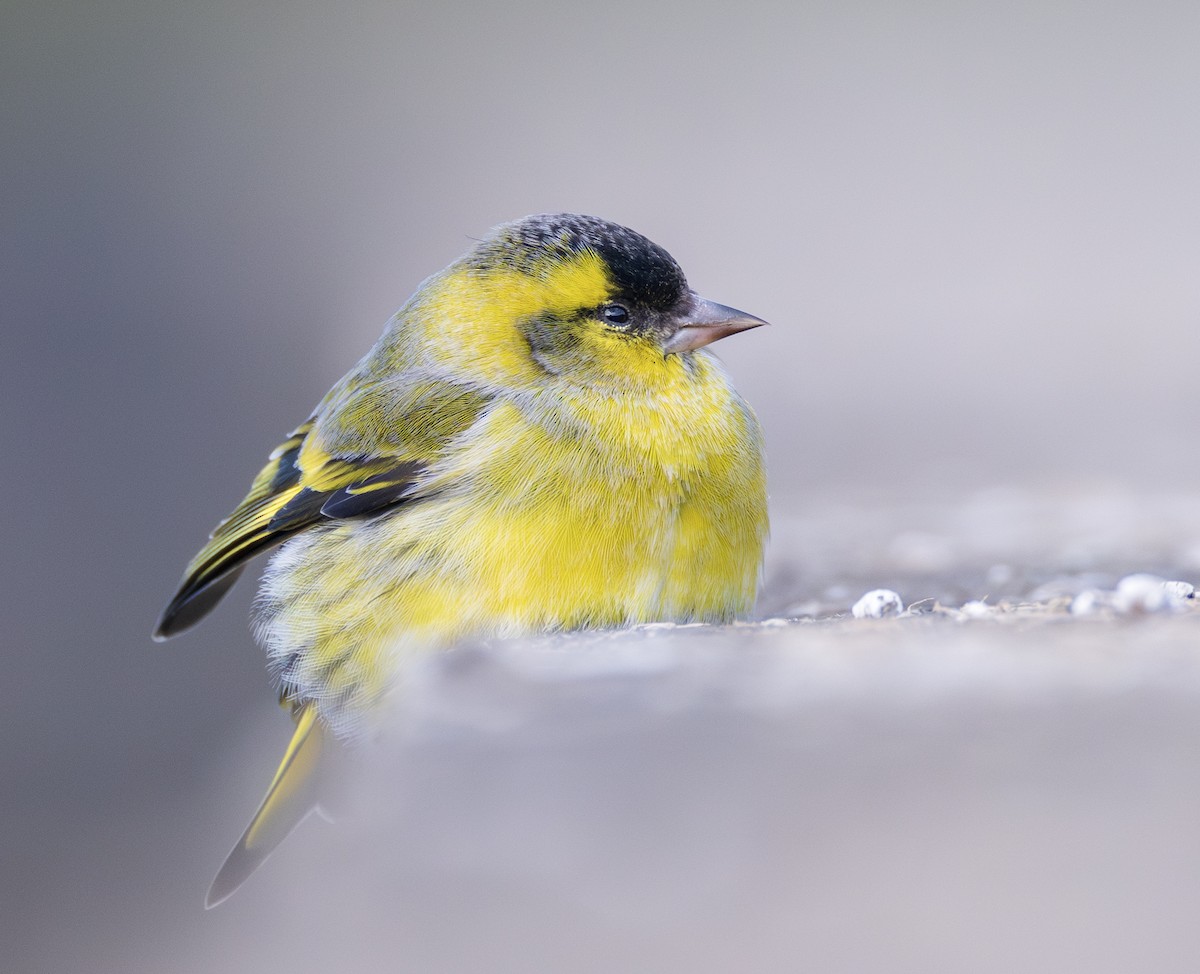 Erlenzeisig - ML646732621