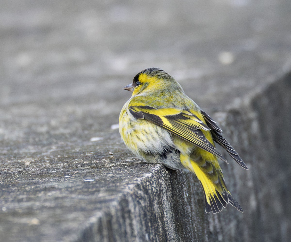 Erlenzeisig - ML646732622