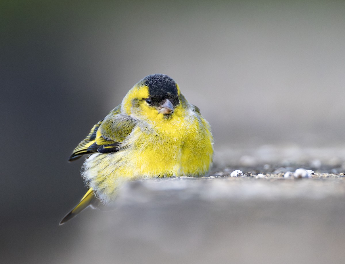 Erlenzeisig - ML646732623