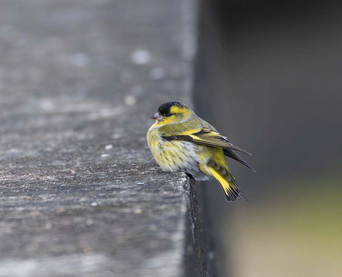 Erlenzeisig - ML646732624