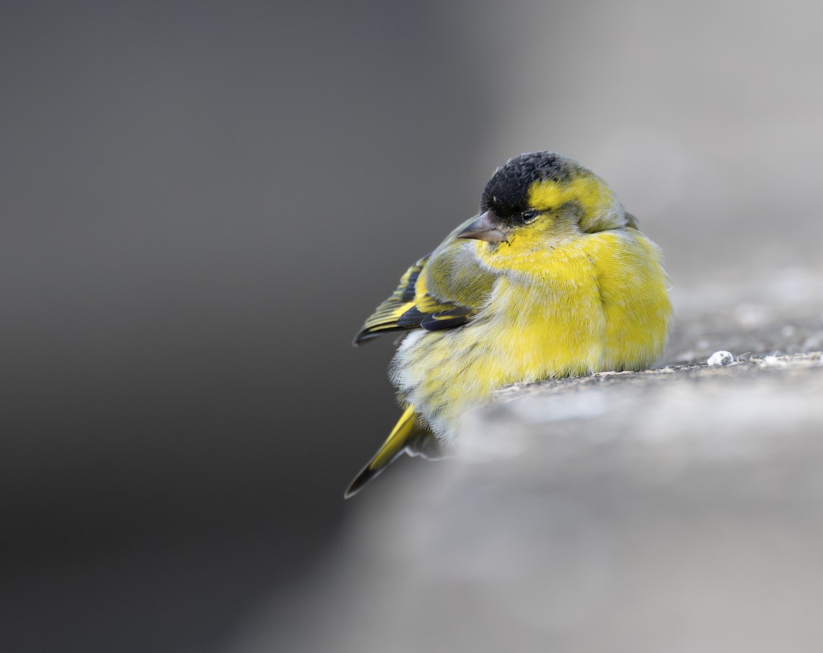 Erlenzeisig - ML646732625