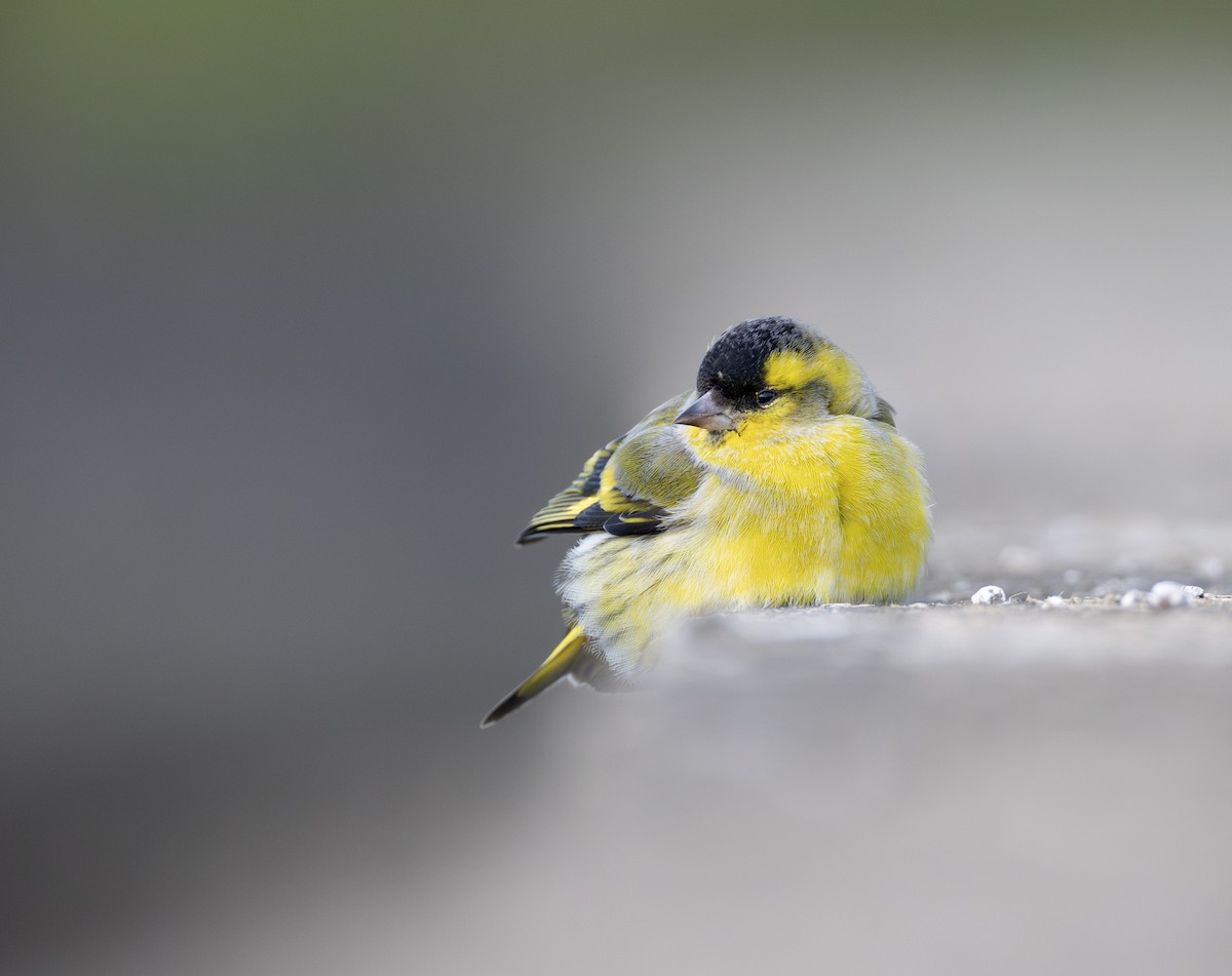 Erlenzeisig - ML646732626