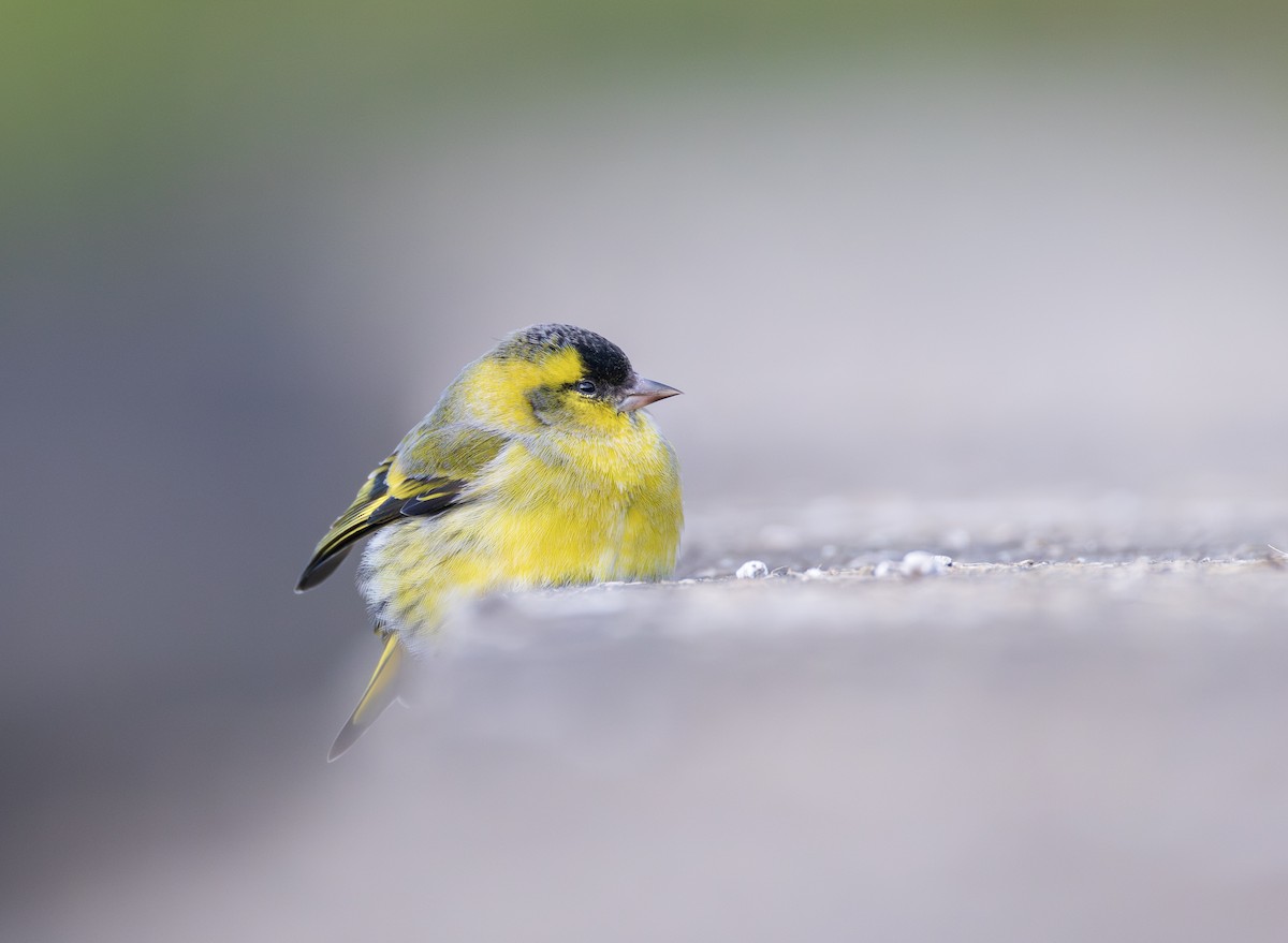 Erlenzeisig - ML646732627