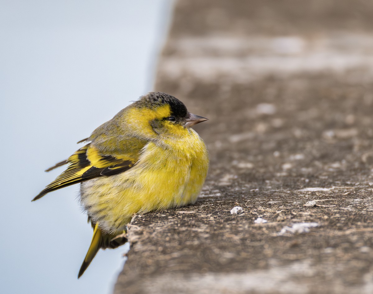 Erlenzeisig - ML646732628