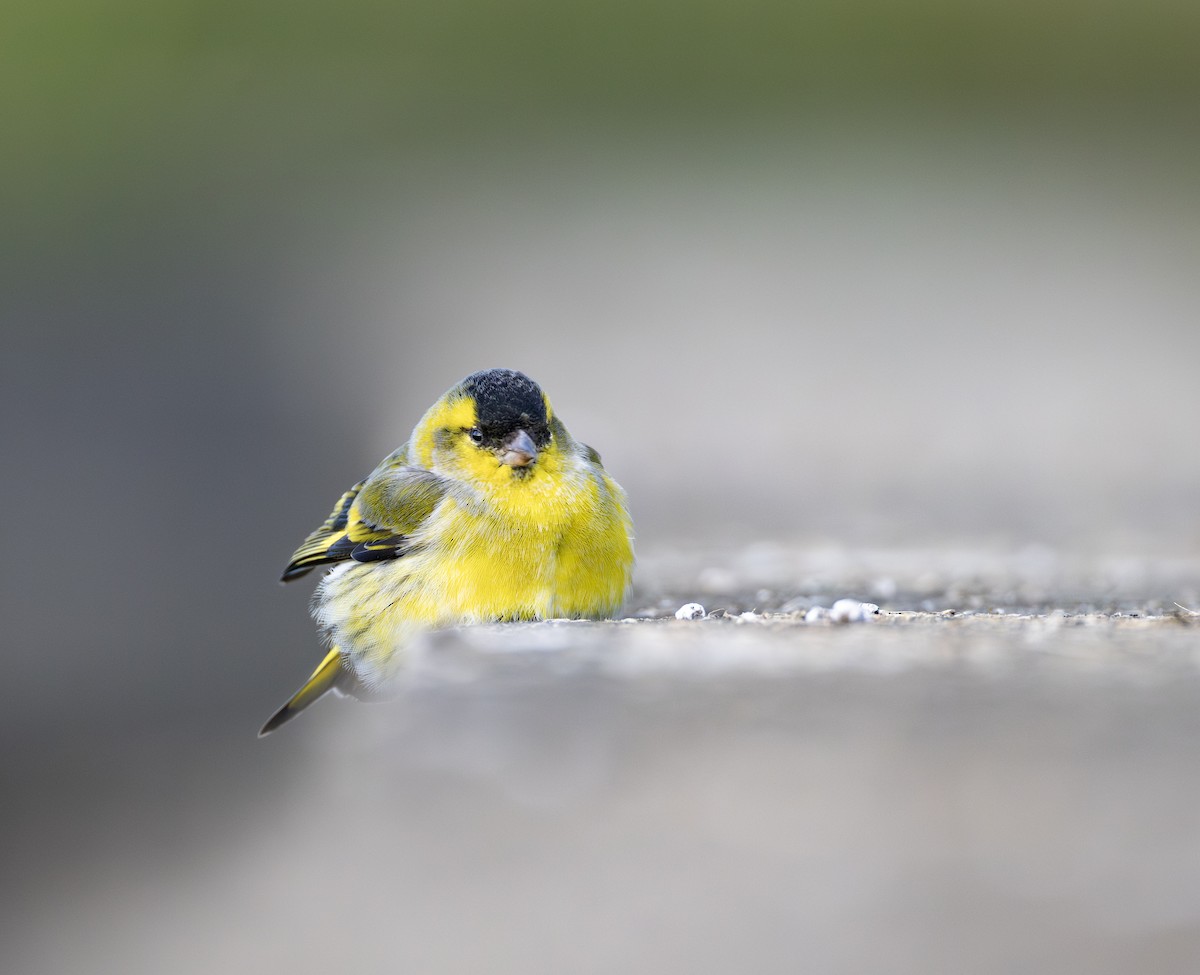 Erlenzeisig - ML646732629