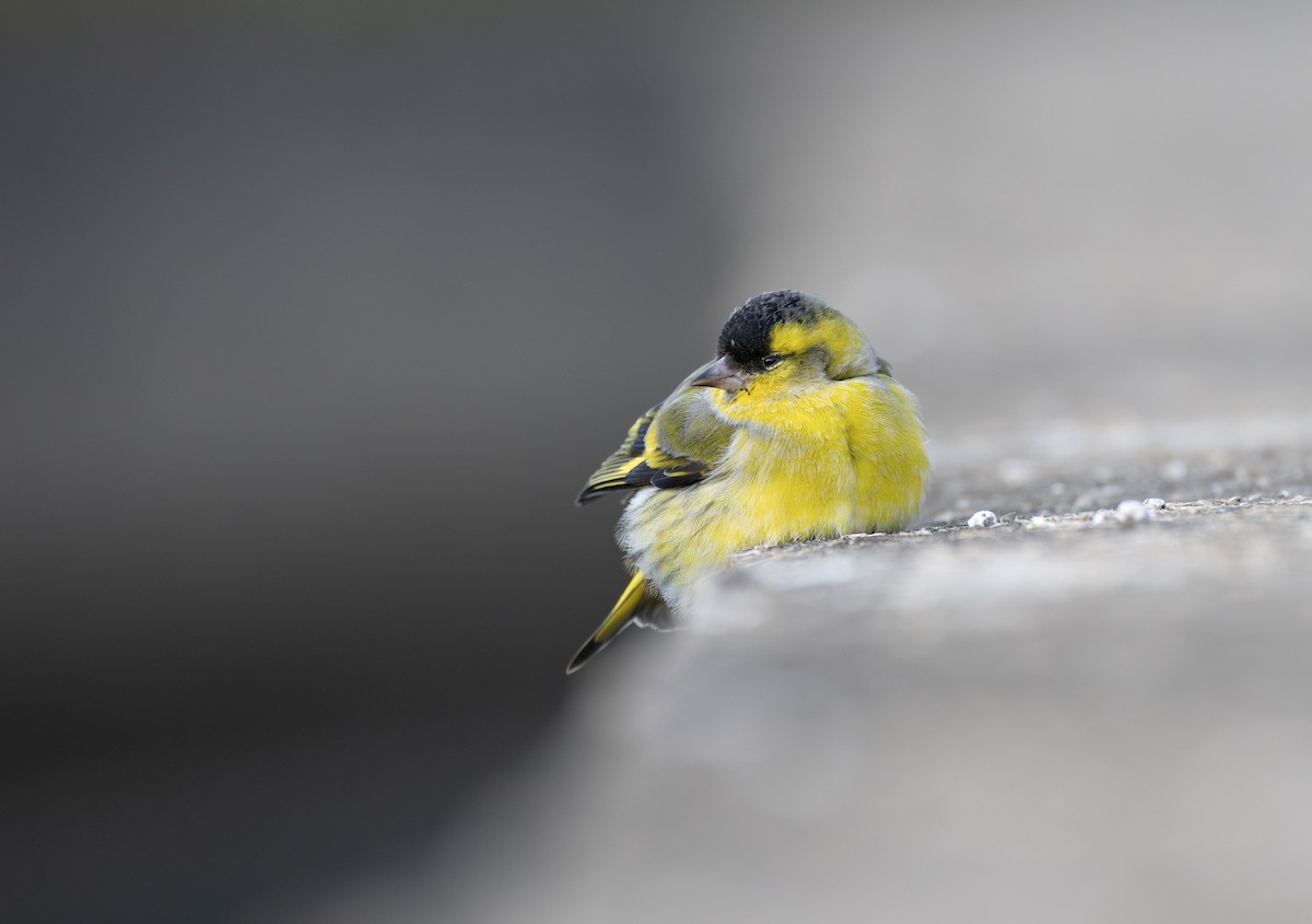 Erlenzeisig - ML646732630