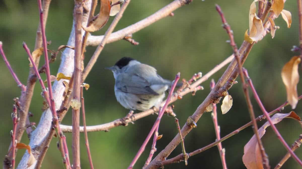 Fauvette à tête noire - ML646732631