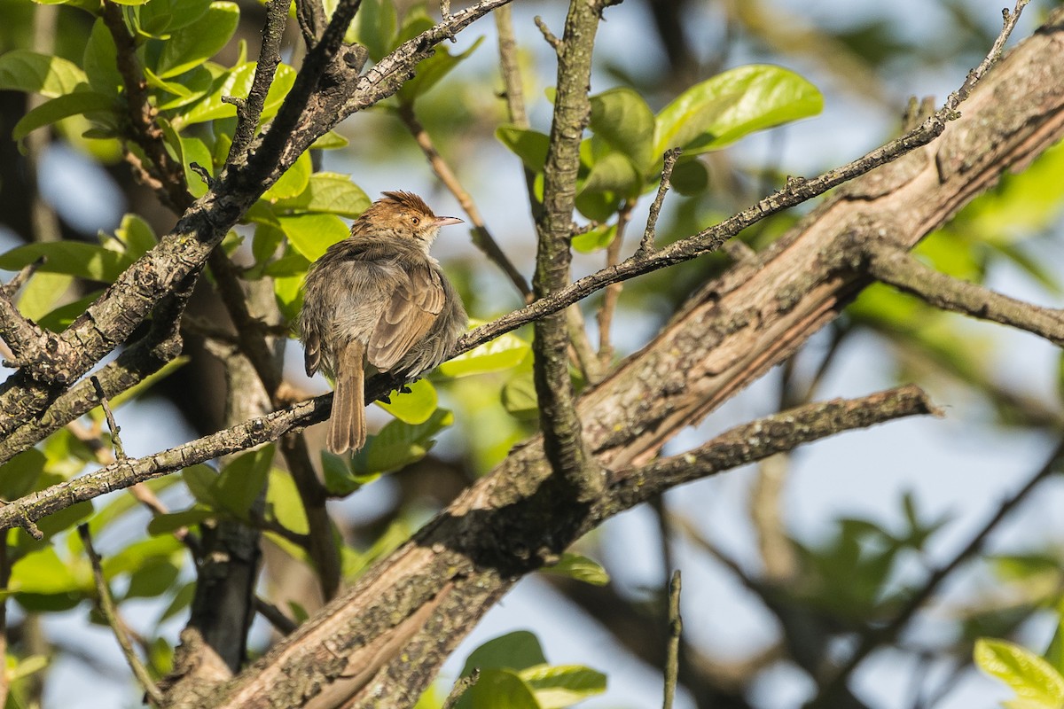 Cistícola Coronirrufo - ML646732632